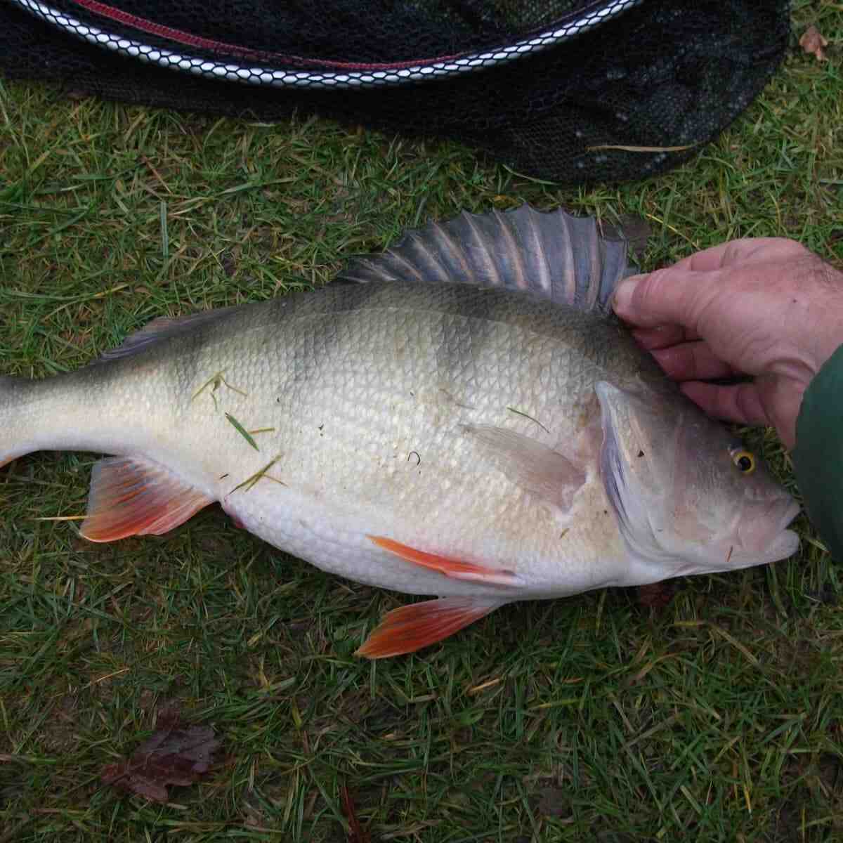 Quelle taille pour un fish ?