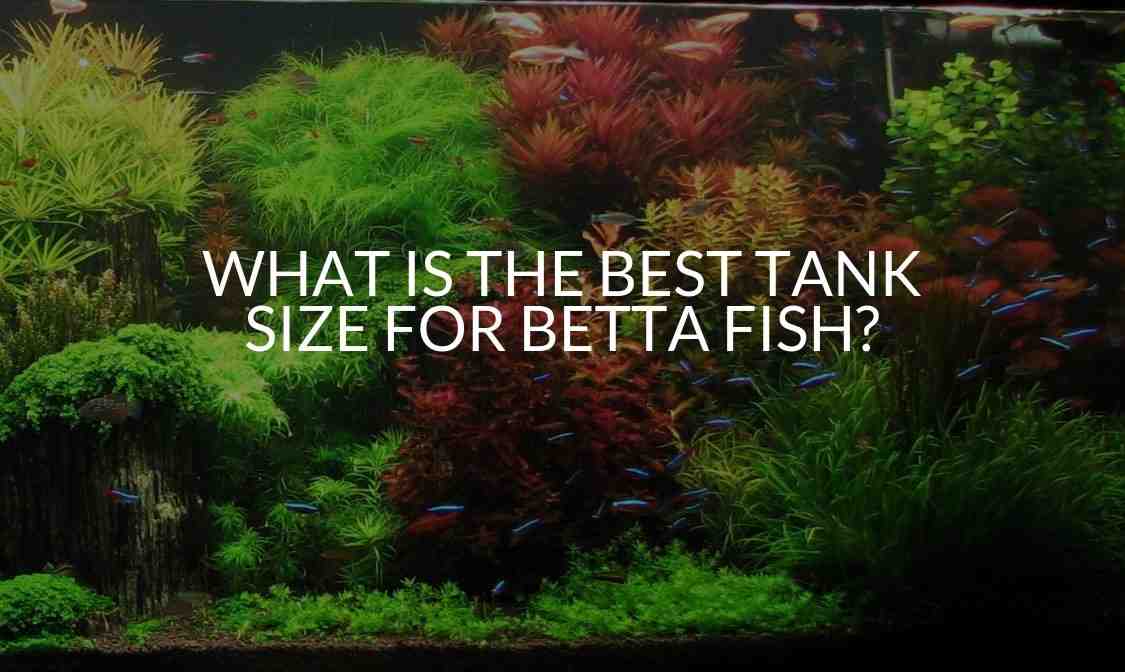 Quelle taille pour un fish ?